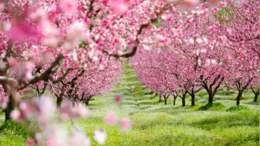 �neg�l'de 9.931 m� meyve bah�esi icradan sat�l�kt�r