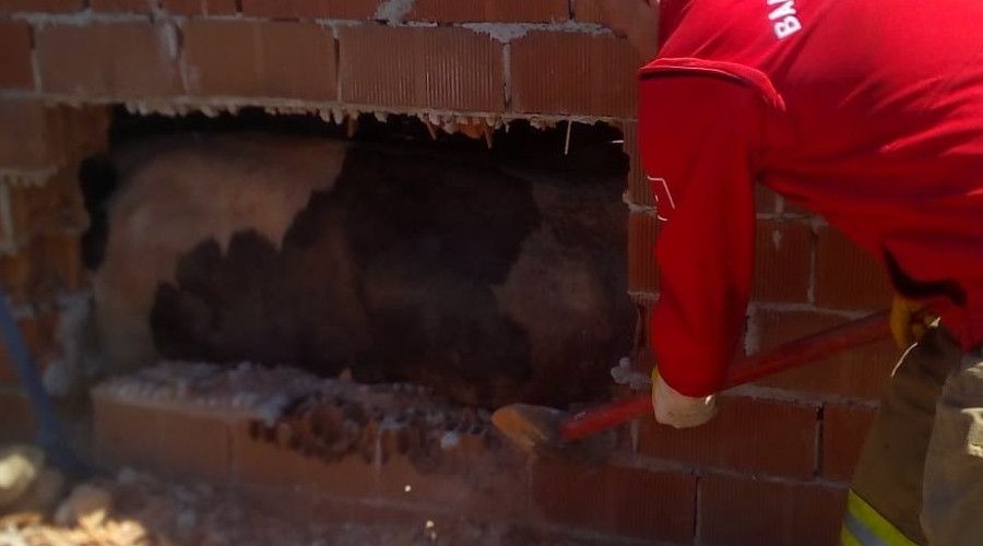 İnek ahırın duvarı kırılarak kurtarıldı