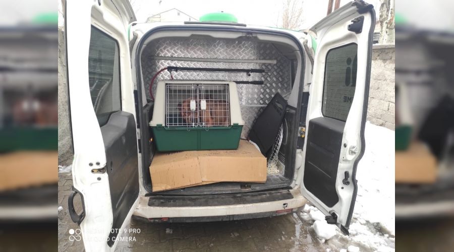 ��te k�pe�e i�kence cezas�