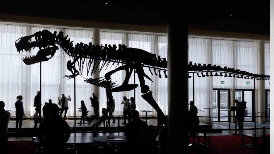 �svi�re'de dev dinozor iskeleti a��k art�rmaya ��kar�lacak