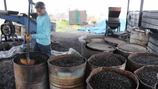 İthal edilen kömürü, fındık kabuğundan üretti