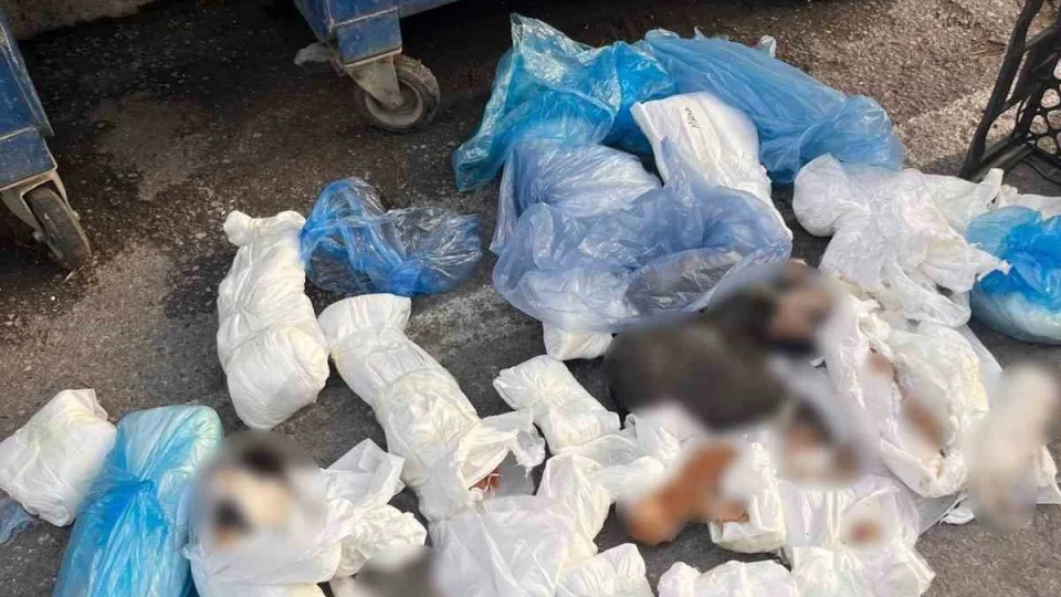 �zmir'de po�etler i�inde 33 �l� kedi bulundu