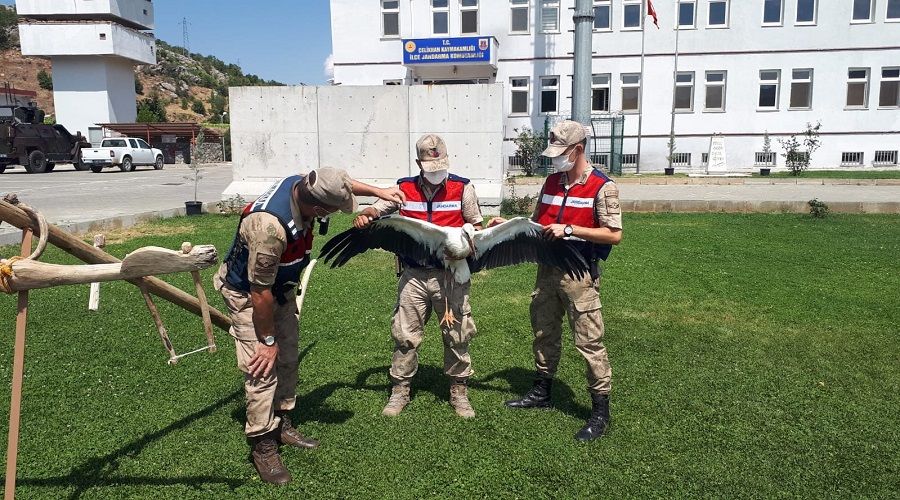 Jandarma hayvanseverlikte örnek olmaya devam ediyor