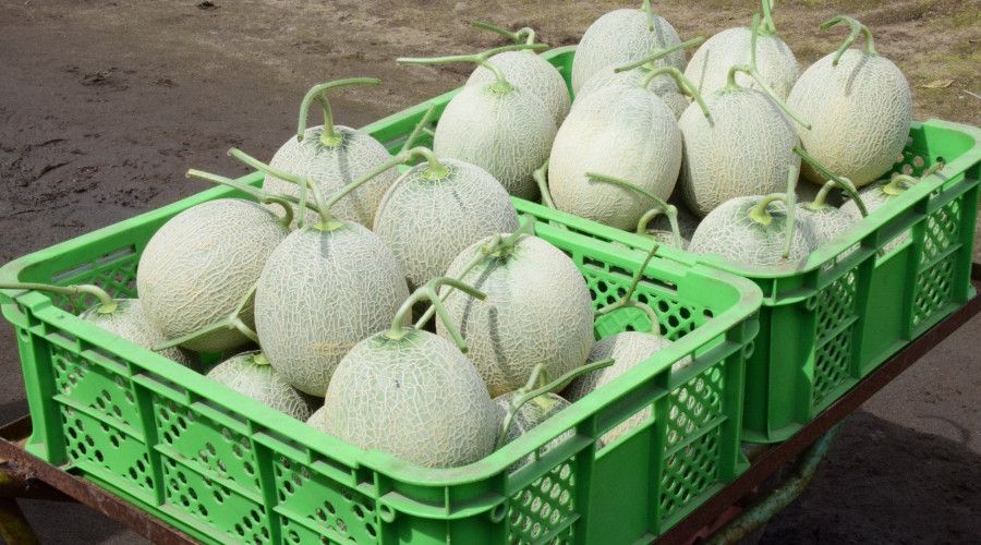 Japonya'daki kavun açık artırmasında dudak uçuklatan teklif