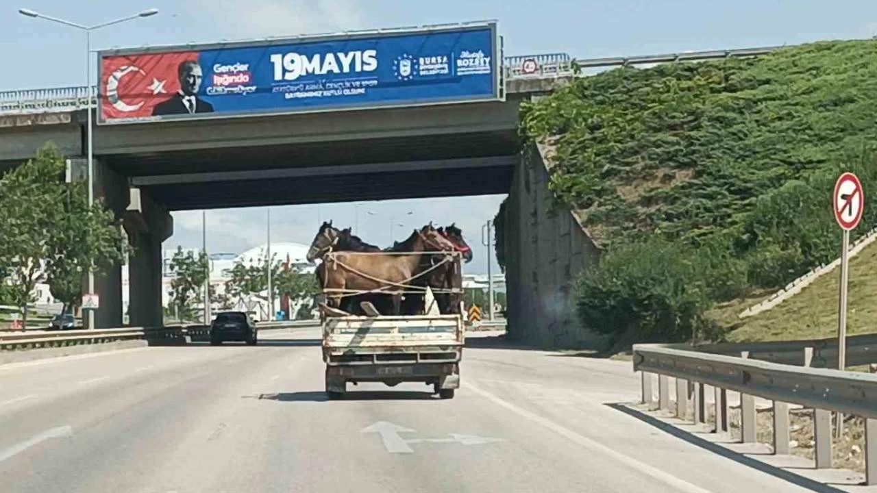 Kamyonetin kasasına 5 adet at sığdırdı