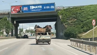 Kamyonetin kasasına 5 adet at sığdırdı