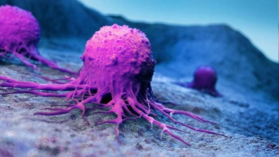 Kanserin mantarla ilişkisi kanıtlandı