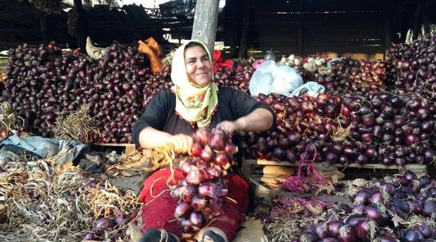 Kapıdağ Mor Soğanı yurt dışına ihraç edilecek