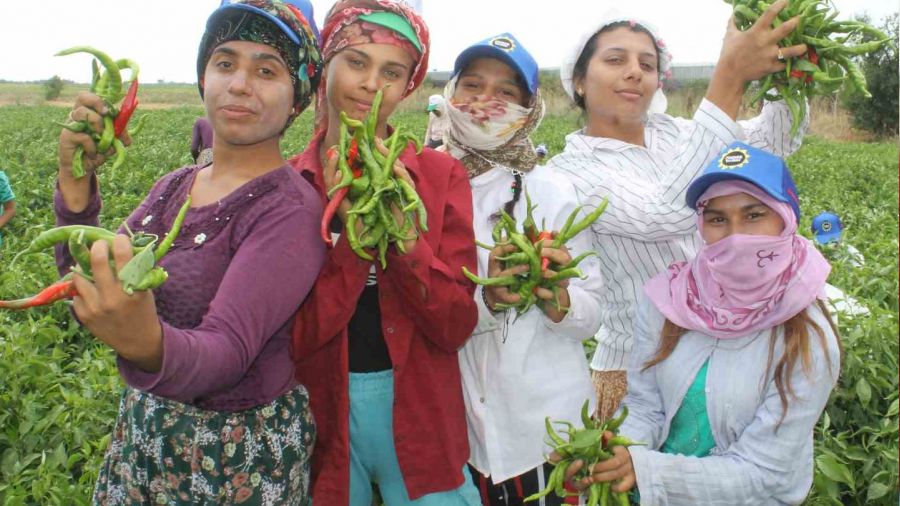  Karaa�a� biberinin hasad� 100 i��iyle 40 derece s�ca��n alt�nda ba�lad�