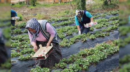 Karadeniz çilekte de iddialı