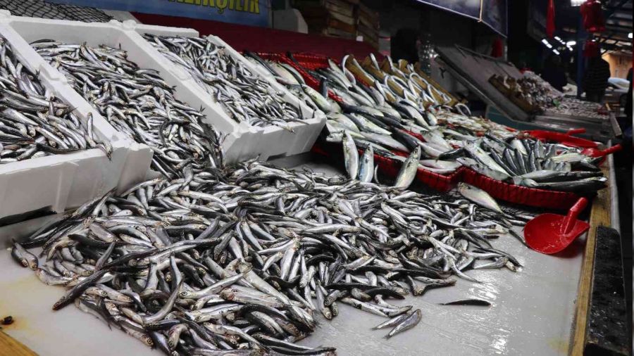 Karadeniz hamsisi bu y�l b�y�yemedi