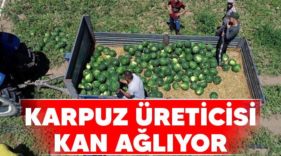 Karpuz �reticisi kan a�l�yor