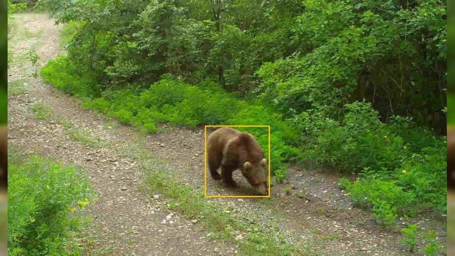 Kastamonu'da yaban hayvanlar� fotokapanda
