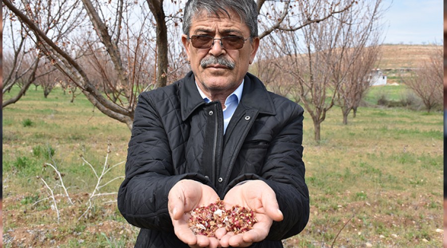 Kay�s�da zirai don rekolteyi etkilemeyecek