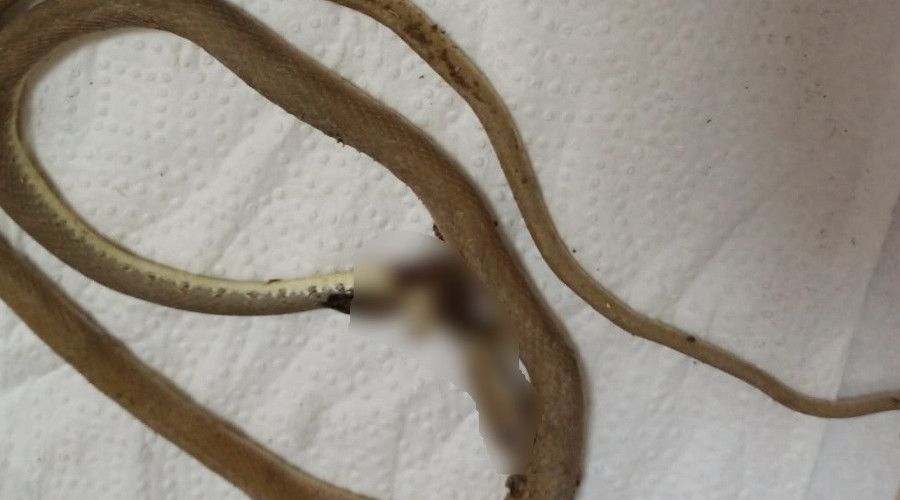 Kendisini �s�ran y�lanla beraber hastaneye gitti