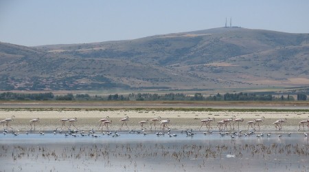 Kırşehir Seyfe Gölü "Adeta Kuşların Cenneti"