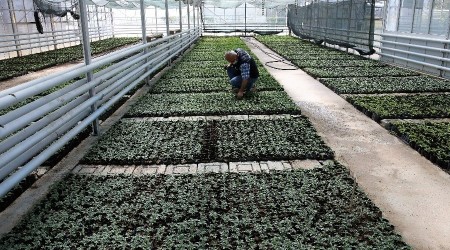 Kışlık çiçek üretimi başladı