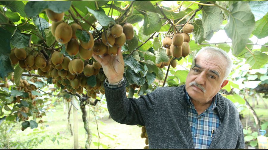 Kivi üreticisi fiyat şoku yaşamak istemiyor