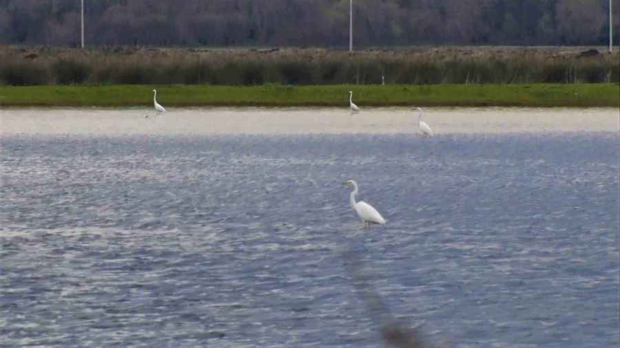 Kızılırmak Deltası eski sulak haline döndü
