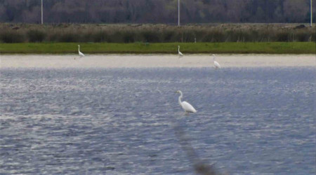 Kızılırmak Deltası eski sulak haline döndü