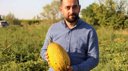 Konya Ovasında kavun hasadı zamanı