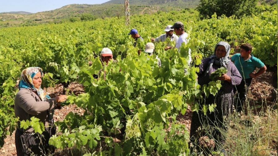 Konya'da üzüm yaprağı hasadı başladı