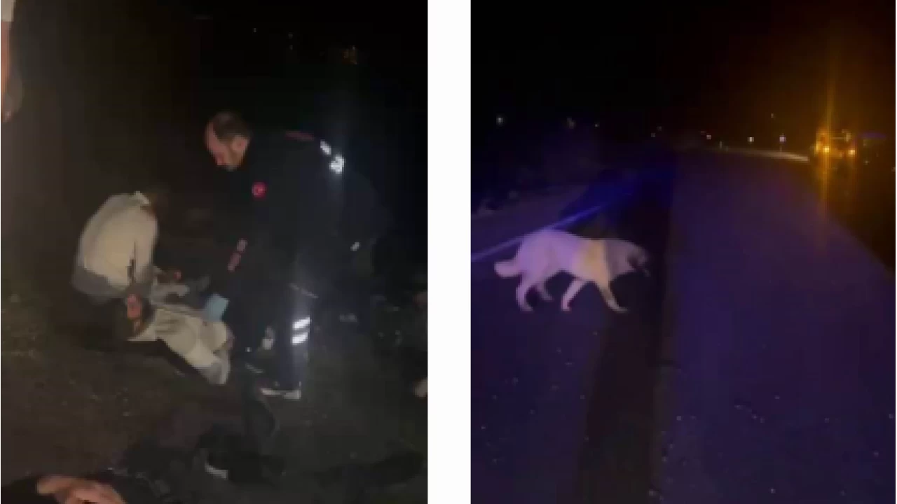 K�pe�e �arpmamak i�in direksiyonu k�rd�: 5 yaral�