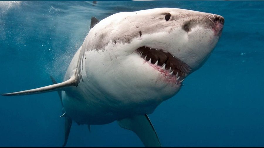 K�pekbal�klar�n� kokainman yapt�lar