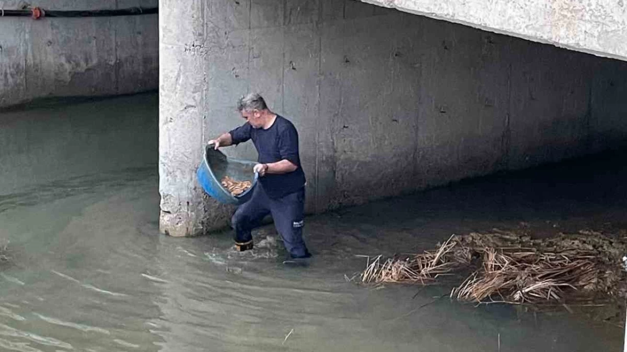 Köprü altında mahsur kalan kediyi itfaiye kurtardı