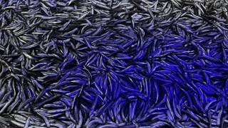 Kötü hava balıkçıları vurdu hamsinin fiyatı ikiye katlandı