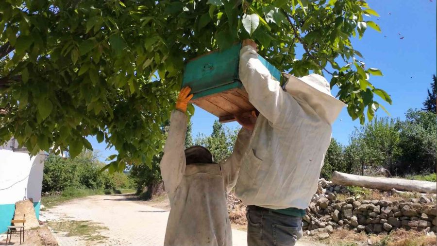 Köydeki arı istilasını fırsata çevirdi