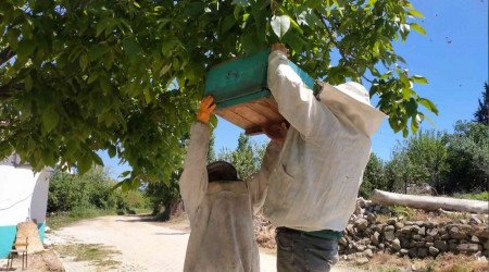 Köydeki arı istilasını fırsata çevirdi