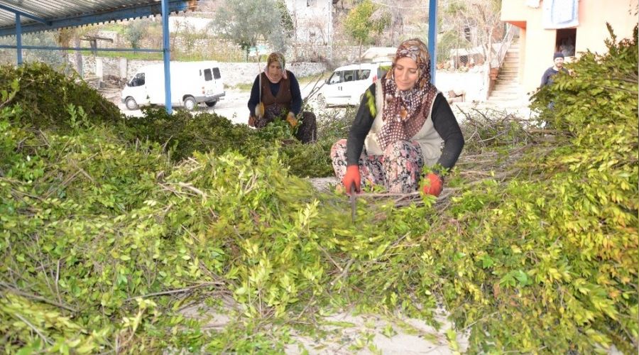 Köylünün yeni geçim kaynağı