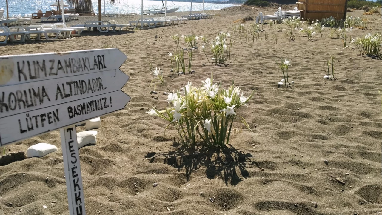 Kumun içinden çıkan güzellik: Kum Zambakları