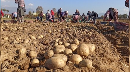 Kuraklık Ödemiş patatesini vurdu