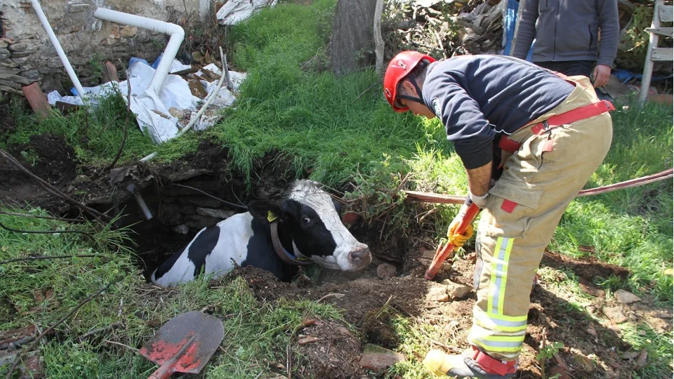 Kuyuya d��en 7 ayl�k gebe inek kurtar�ld�