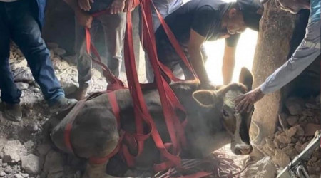 Kuyuya düşen ineği itfaiye kurtardı