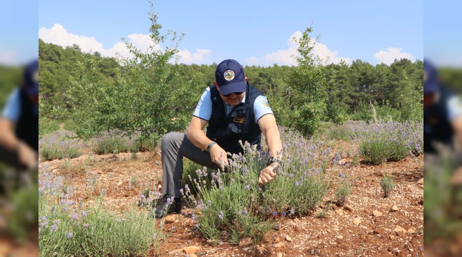 Lavanta �retimi art�yor