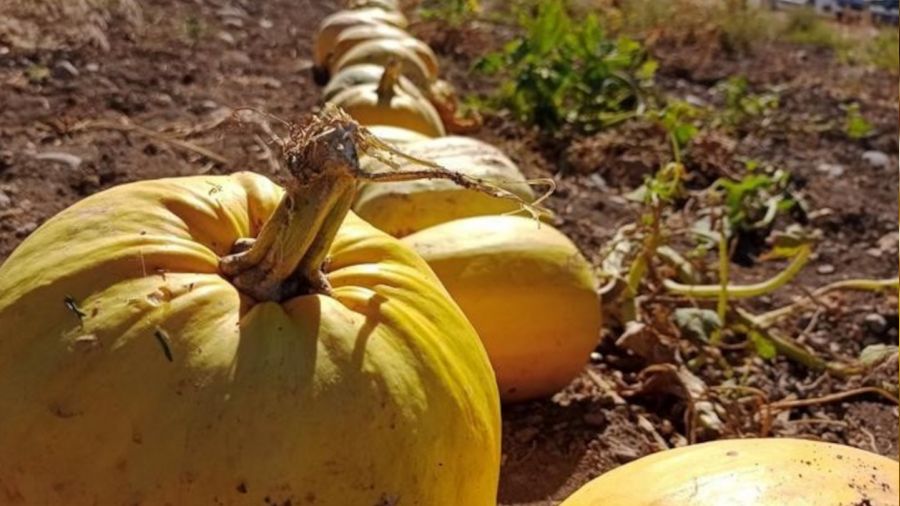 Malatya'da atıl arazilere çerezlik kabak