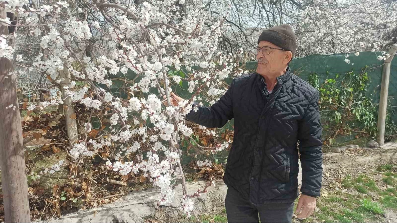 Malatya'da kayısı üreticileri zirai don tehlikesiyle karşı karşıya