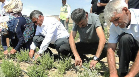 Malatya'da kekik hasadı başladı