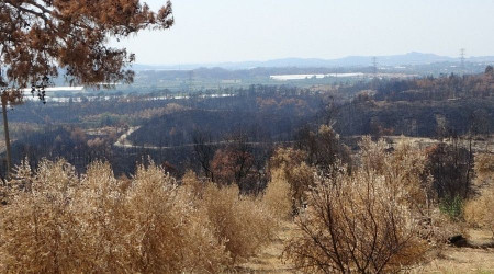 Manavgat orman yangınında 18 bin dönüm zeytin ağacı yandı