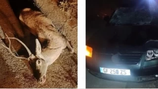 Manisa'da yola fırlayan geyiğe otomobil çarptı