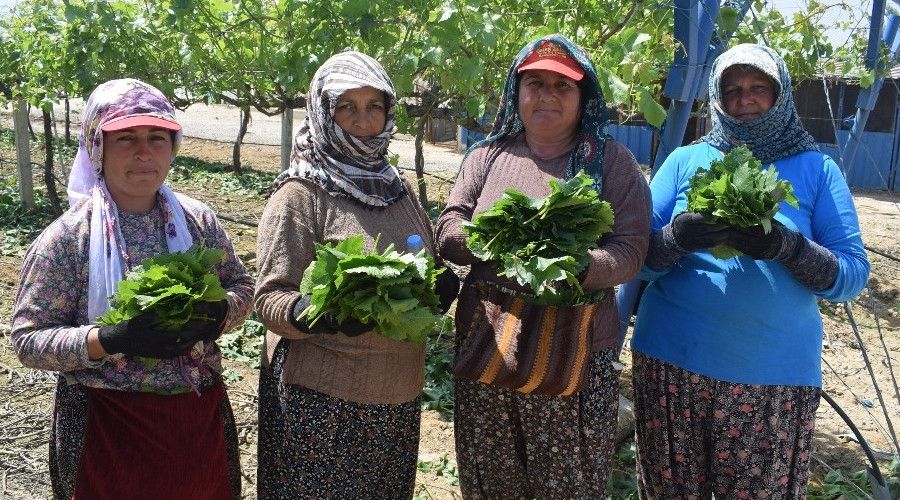 Manisa'nn asma yapra iin 'Corafi aret' tescil almalar