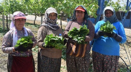 Manisa'nn asma yapra iin 'Corafi aret' tescil almalar