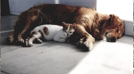 Marmara adasında Pitbull dehşeti