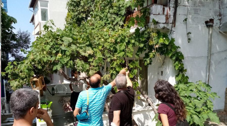 Marmara Adasının yok olan üzüm bağları yeniden kurulacak