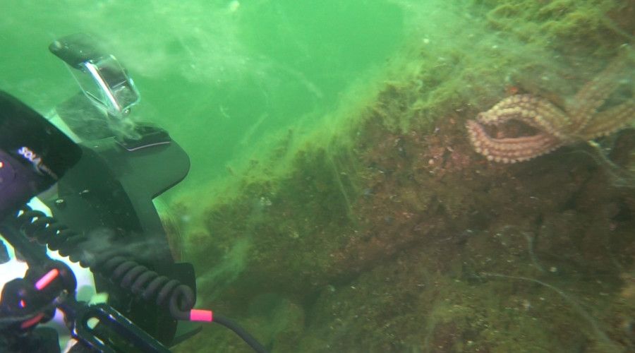 Marmara Denizi'nden k�t� haberler gelmeye devam ediyor