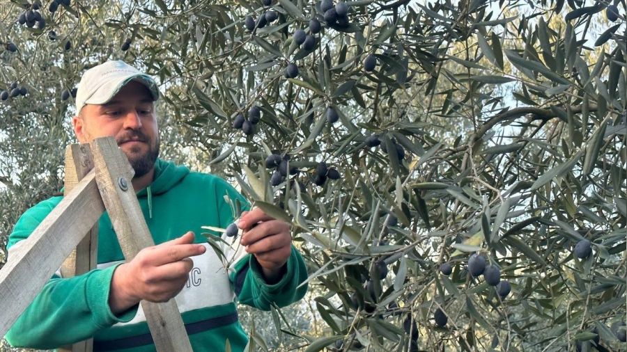 Mart ayında zeytin hasadı şaşırttı