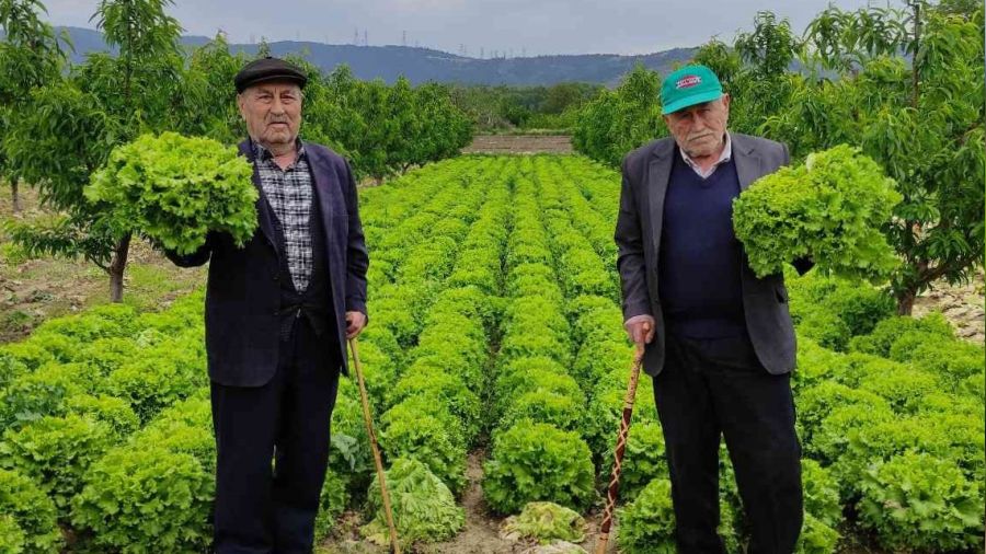 Marul tarlada 2 lira tezgahta 10 lira